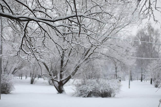 Winter landscape. Forest under the snow. Winter in the park.