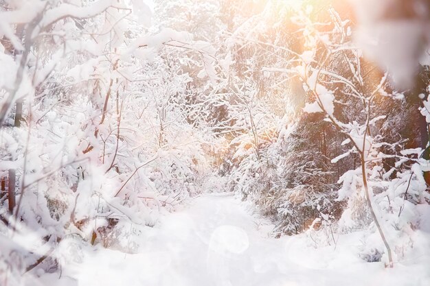 Winter landscape. Forest under the snow. Winter in the park.