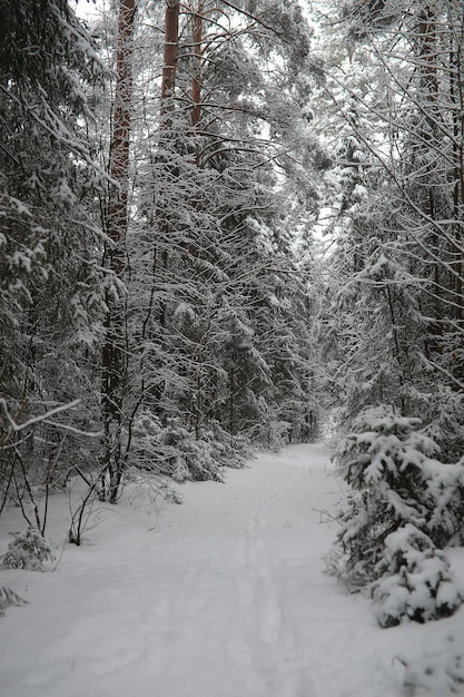 Winter landscape. Forest under the snow. Winter in the park.