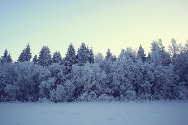 winter landscape in the forest / snowy weather in January, beautiful landscape in the snowy forest, a trip to the north