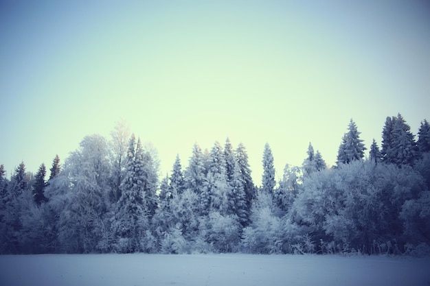 winter landscape in the forest / snowy weather in January, beautiful landscape in the snowy forest, a trip to the north