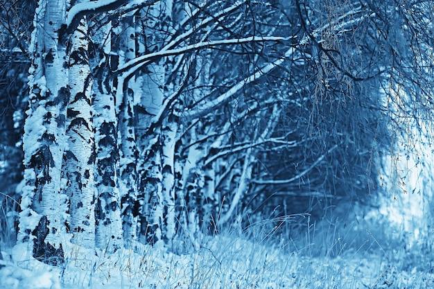 winter landscape in the forest / snowy weather in January, beautiful landscape in the snowy forest, a trip to the north