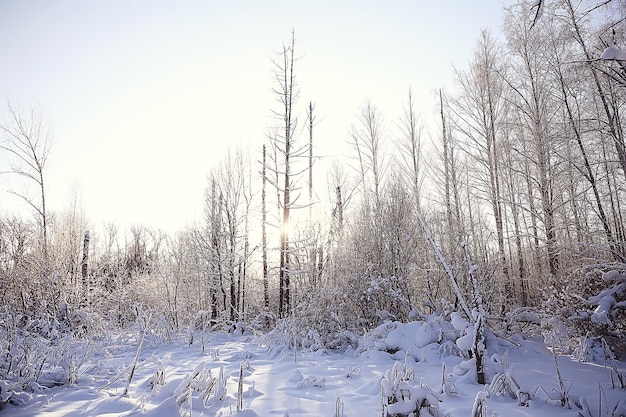 winter landscape in the forest / snowy weather in January, beautiful landscape in the snowy forest, a trip to the north