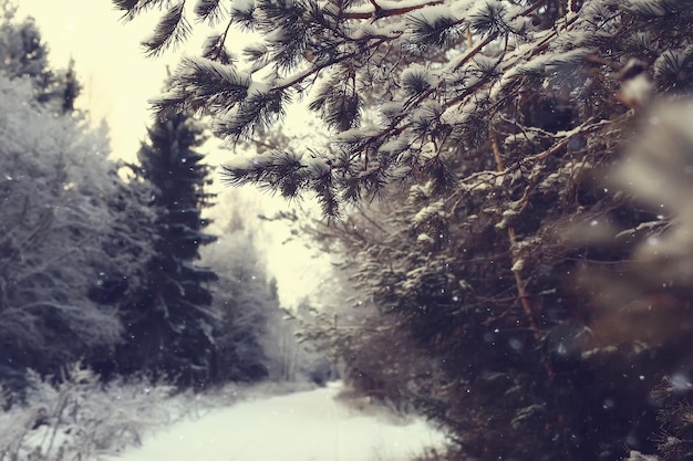 winter landscape in the forest / snowy weather in January, beautiful landscape in the snowy forest, a trip to the north