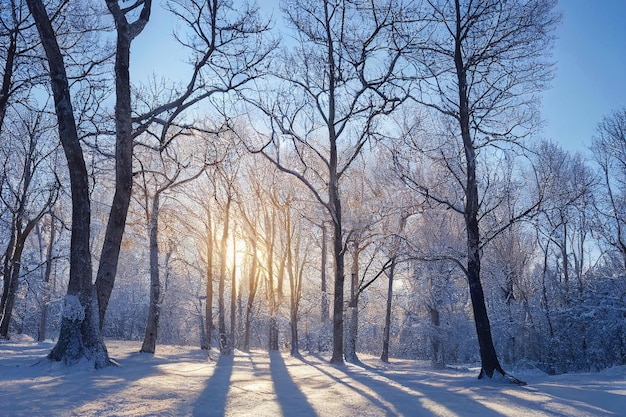 Winter landscape in the forest