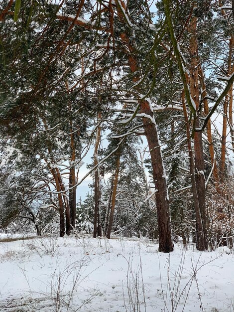 winter landscape in the forest