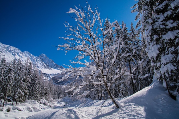 Winter landscape in the french alps