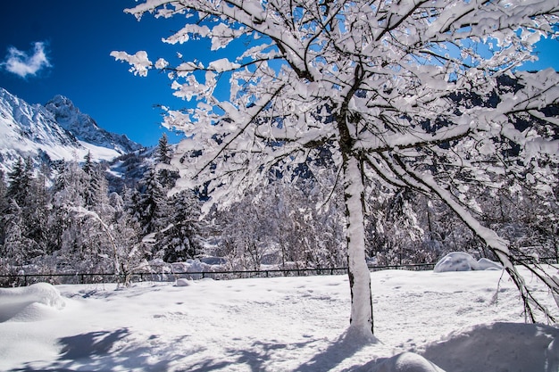 Winter landscape in the french alps