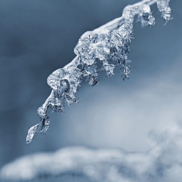 Winter landscape Frost on branches Beautiful winter seasonal natural background