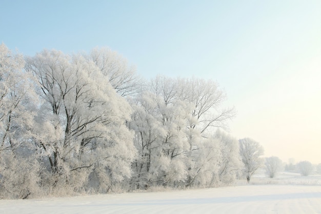 Winter landscape, frosted trees at dawn