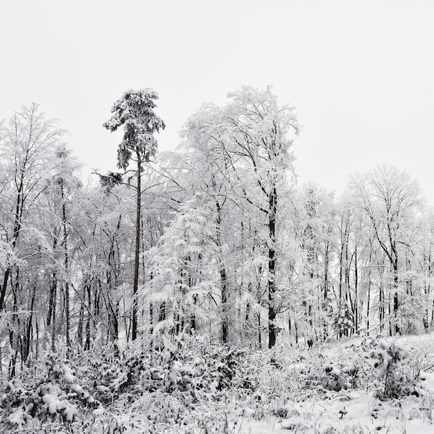 Winter landscape  frosty trees in the forest Nature covered with snow Beautiful seasonal natural background