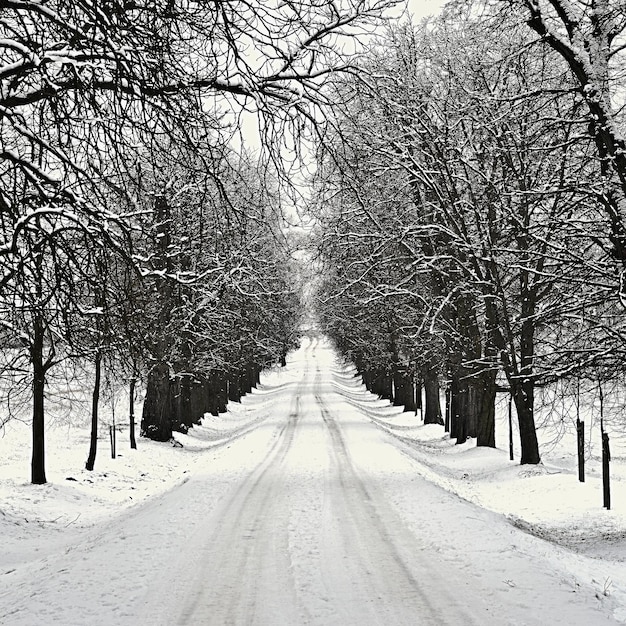 Photo winter landscape  frosty trees in the forest nature covered with snow beautiful seasonal natural background