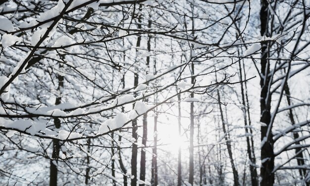 Winter landscape, frosty trees in snowy forest in the sunny light, sparkling hoarfrost on the branches of a winter forest on a frosty day