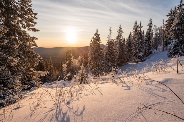 Winter landscape - frosty trees in snowy forest in the sunny morning. Tranquil winter nature in sunlight