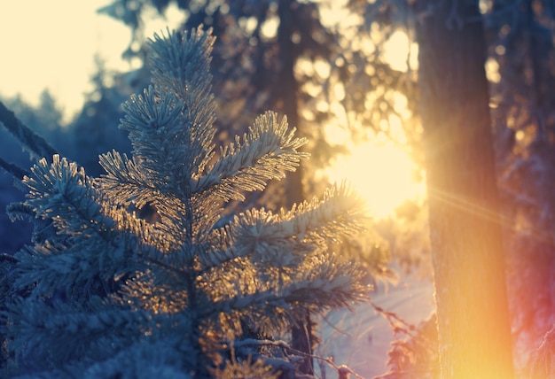 Winter landscape.frozen taiga forest