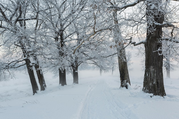 Winter landscape, frozen trees, snowy view, beautiful winter