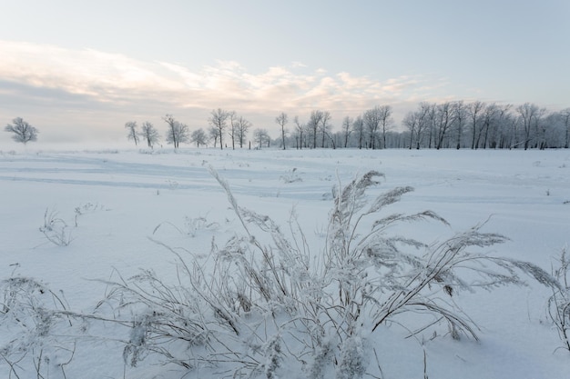 Winter landscape, frozen trees, snowy view, beautiful winter