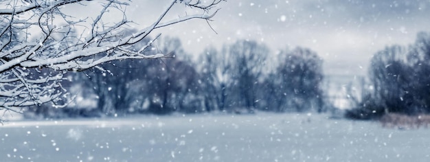 Winter landscape is a snowy tree branch near the river during snowfall Snowfall in the field