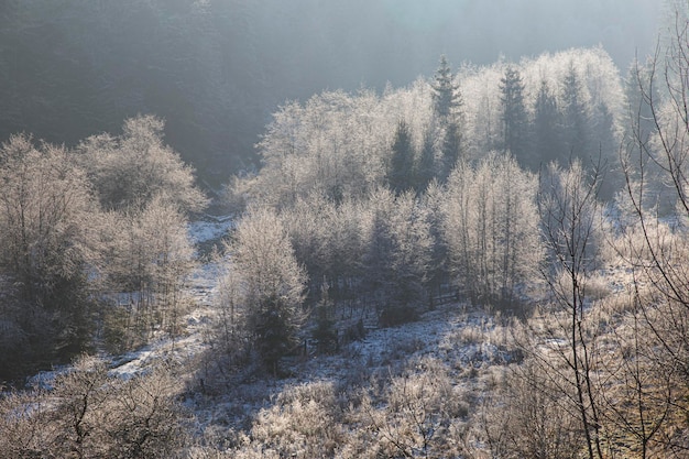 Winter landscape in the mountains Trees in hoarfrost in sunlight Carpathians Ukraine