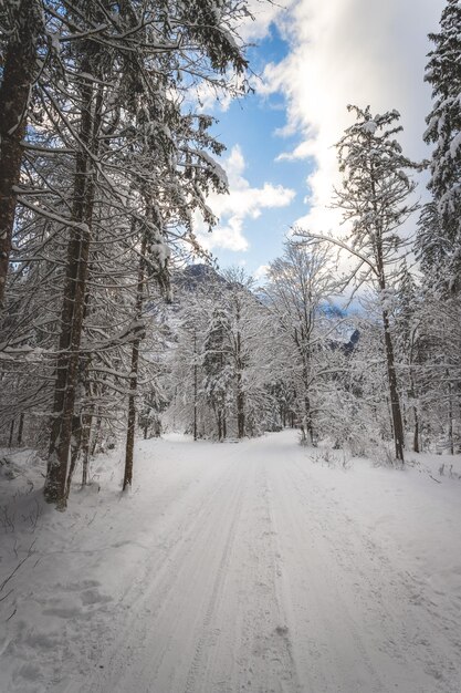 Winter landscape in the nature Footpath snowy trees and blue sky