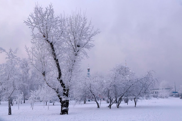 Winter landscape in the park on a frosty day lush trees covered with hoarfrost climate weather