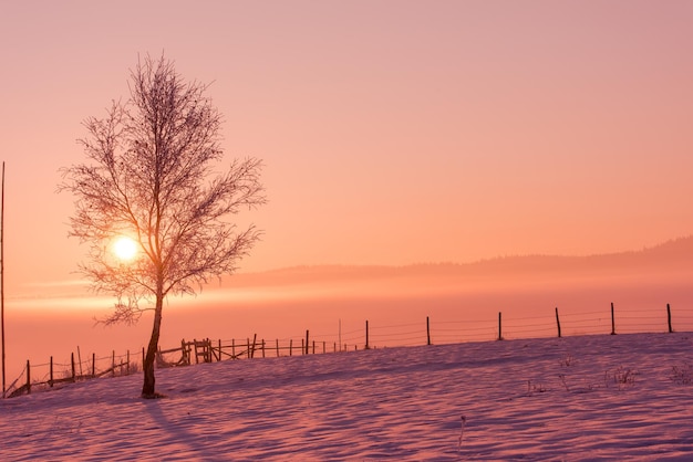 Photo winter landscape scenic with lonely tree