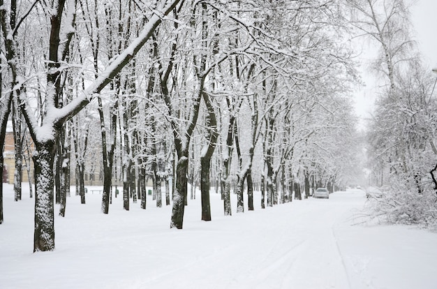 Winter landscape in a snow-covered park after a heavy wet snowfall