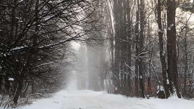 Winter landscape. Snow-covered trail in the city park. Snow covered trees in a winter forest with a road.