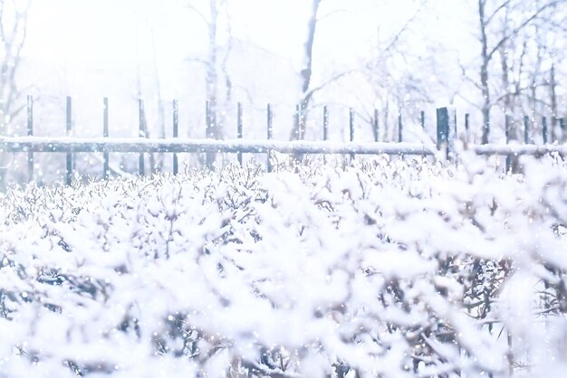 winter landscape / snow-covered trees covered with snow, concept of winter weather, cold climate, north. Christmas landscape in the city park. Without people.