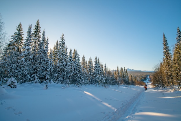 winter landscape. snow-covered trees and a road that goes into the distance in winter in sunny weather