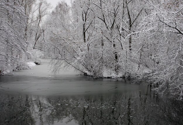 Winter landscape Snowcovered trees in the park Kuzminki in Moscow