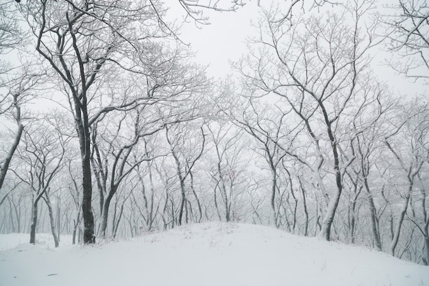 Winter landscape. Snowfall in the forest. Russia