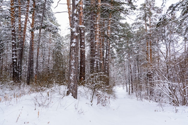 Winter landscape. Snowy trees, frost, big snowdrifts and snowfall. Snow panorama.