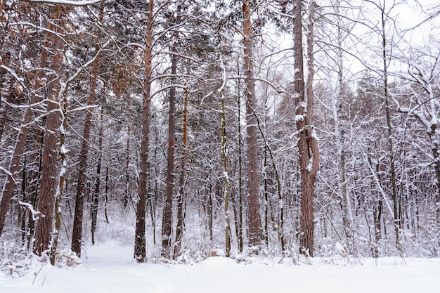 Winter landscape. Snowy trees, frost, big snowdrifts and snowfall. Snow panorama.