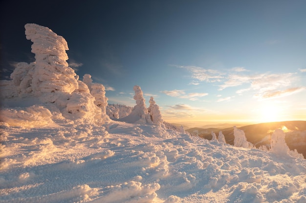 Winter landscape during sunset snowcovered pine trees in the mountains