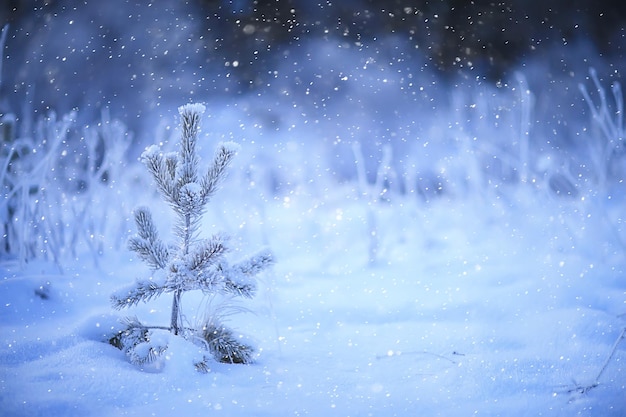 winter landscape trees covered with hoarfrost