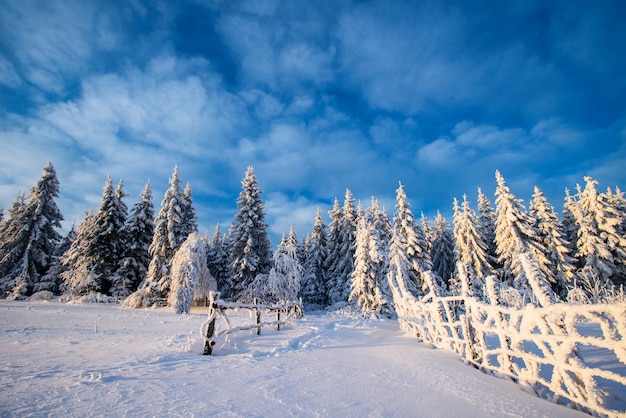 Winter landscape trees in frost