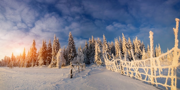 Winter landscape trees in frost