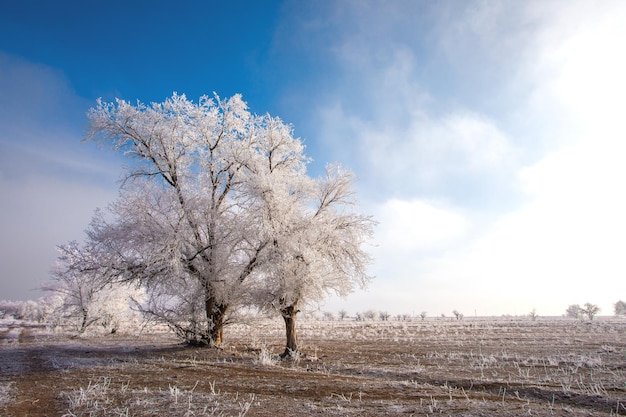 Winter landscape. trees in white frost