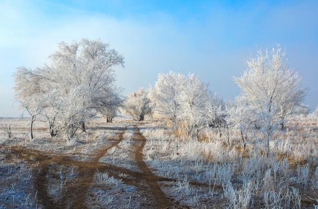 Winter landscape. trees in white frost