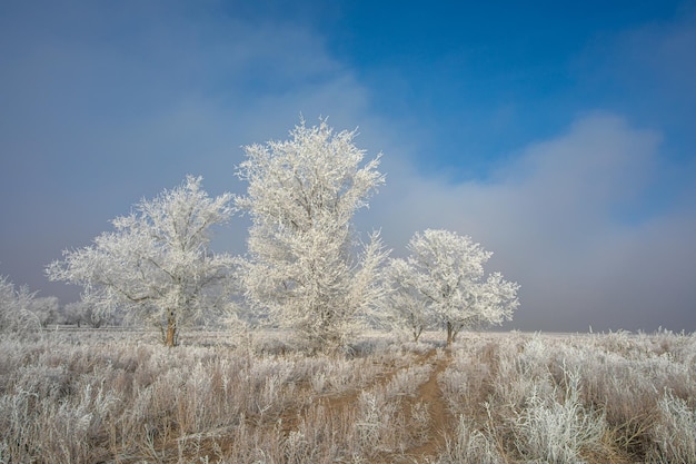 Winter landscape. trees in white frost