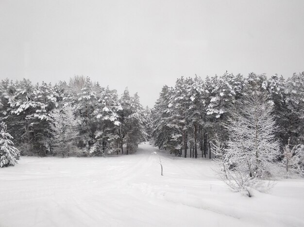 Winter landscape. Winter ladder covered with white snow. Trees in the snow.