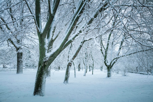 Winter landscape Winter trees covered with snow in the park calm weather Winter forest background