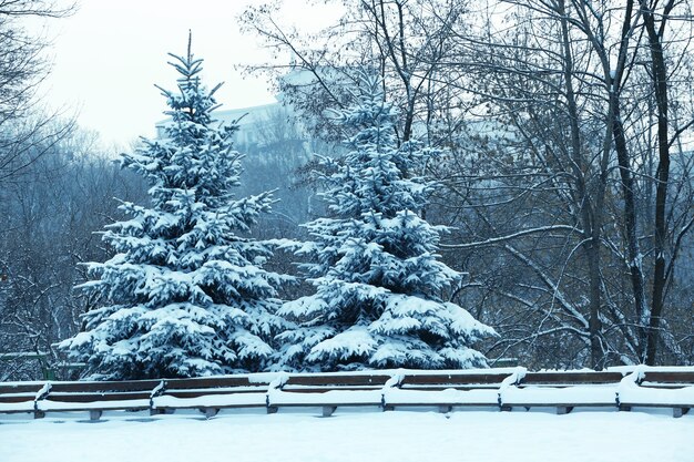 Winter landscape with beautiful snow covered fir trees