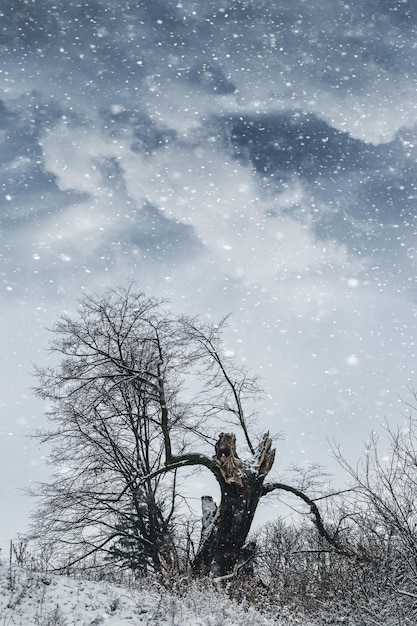 Winter landscape with broken lonely tree and cloudy sky during snowfall