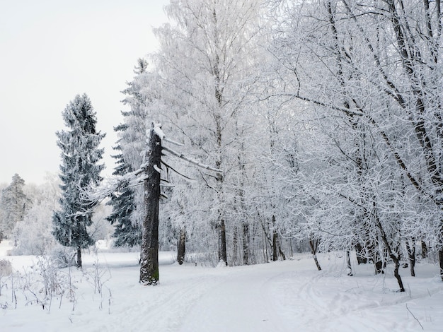 Winter landscape with a broken pine tree and a snow-covered road through the forest.