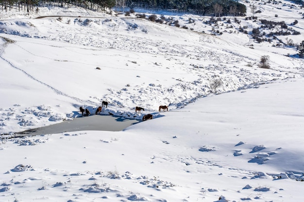 Winter landscape with copy space