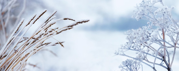 Winter landscape with dry plants covered with frost and snow in gentle light blue tones