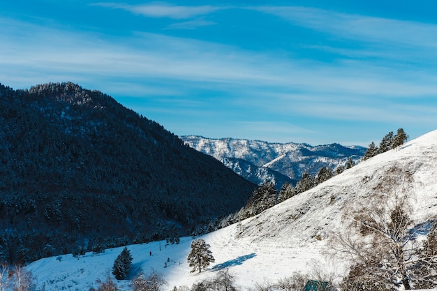 Winter landscape with firs and mountains