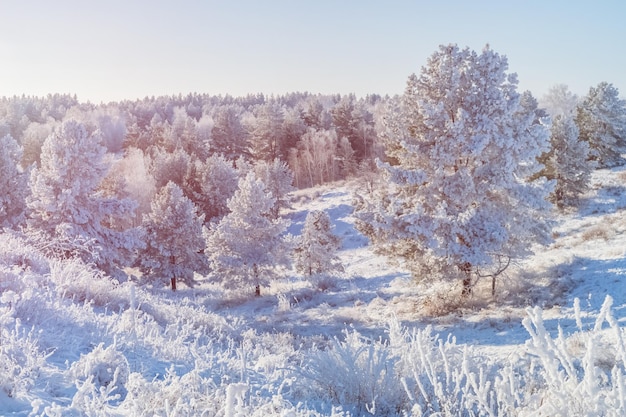 Winter landscape with a forest hollow flooded with sunlight.